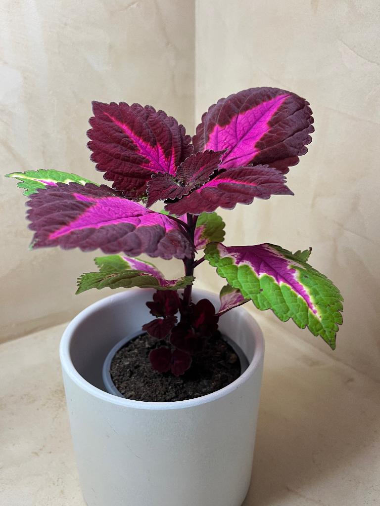 Coleus (cache-pot inclus), Maison & Meubles, Enlèvement, Autres espèces, En pot, Plein soleil