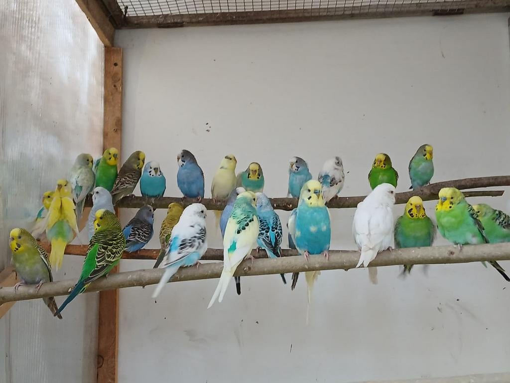 Grasparkieten klaar voor de kweek, Dieren en Toebehoren, Vogels | Parkieten en Papegaaien