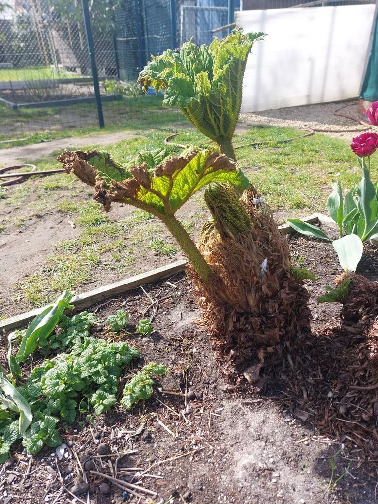 Gunnera manicata, Ophalen
