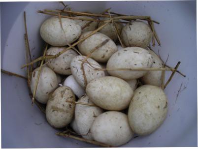 Verse ganzeneieren, Enlèvement, Comme neuf