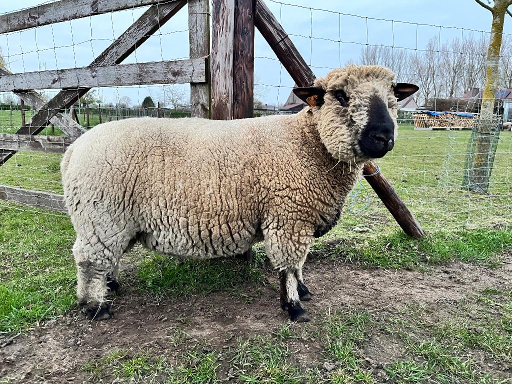 Hampshire down ram, Dieren en Toebehoren, Mannelijk, Schaap, 0 tot 2 jaar