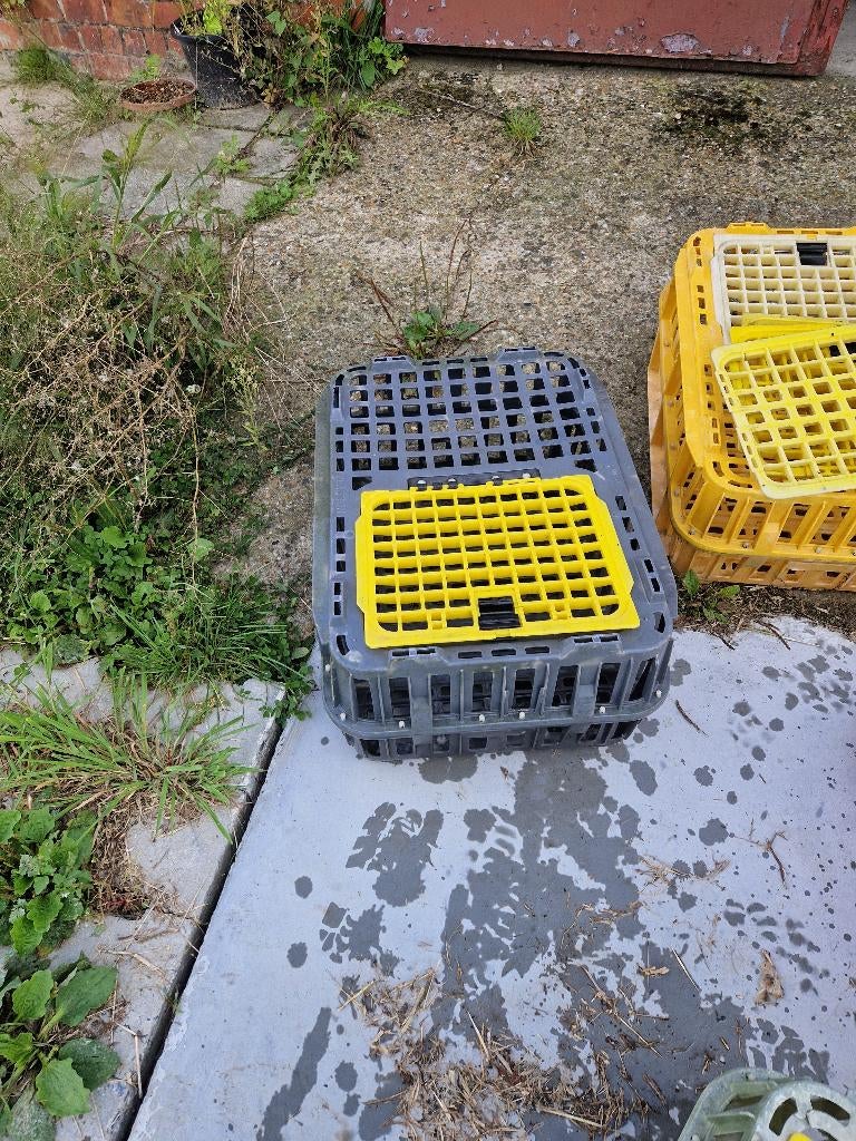 Transportbak pluimvee, Dieren en Toebehoren, Pluimvee | Toebehoren, Ophalen, Gebruikt, Overige typen