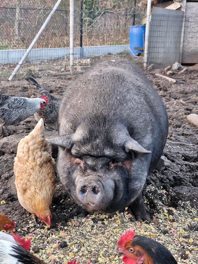 Hangbuik varken zoekt nieuw plekje., Dieren en Toebehoren, Vrouwelijk, Varken, 3 tot 5 jaar