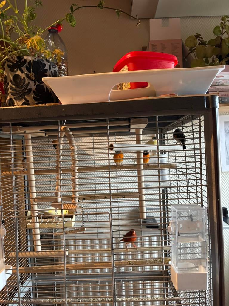 Kanaries rood agaat mannen, Dieren en Toebehoren, Ophalen, Zo goed als nieuw