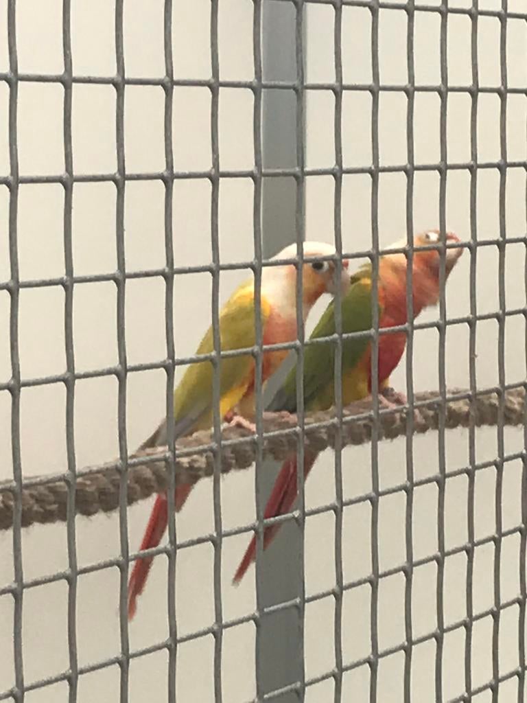 Pyrrhura, Dieren en Toebehoren, Vogels | Parkieten en Papegaaien, Meerdere dieren, Dwergpapegaai of Agapornis, Geringd