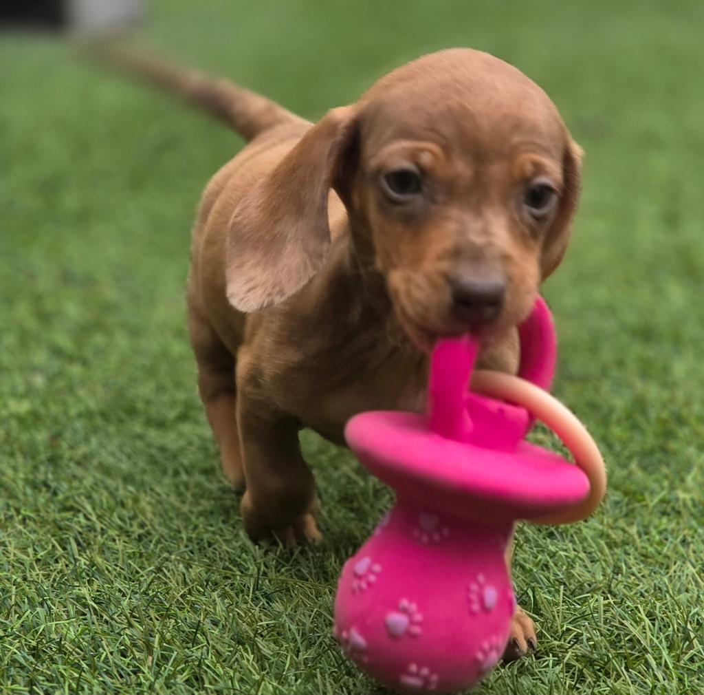 Lieve teckels te koop, Dieren en Toebehoren, Honden | Teckels en Dashonden, België, Fokker | Hobbymatig, 8 tot 15 weken, Korthaar