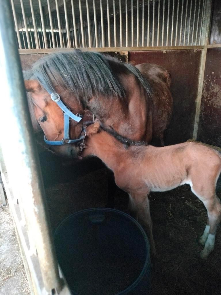 Pony merie met merie veulen, Dieren en Toebehoren