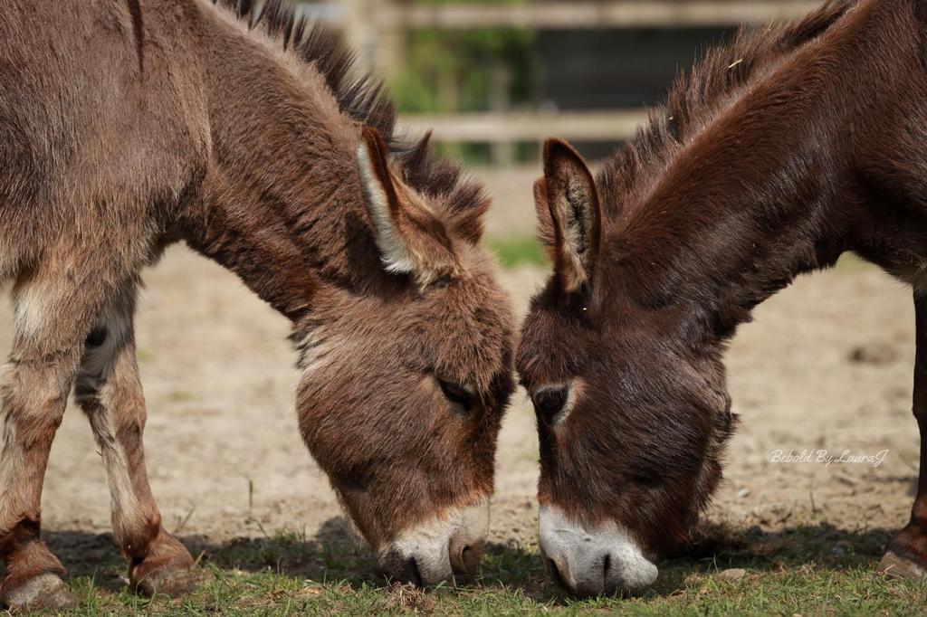 Miniatuur ezels met stamboek, Dieren en Toebehoren, Merrie