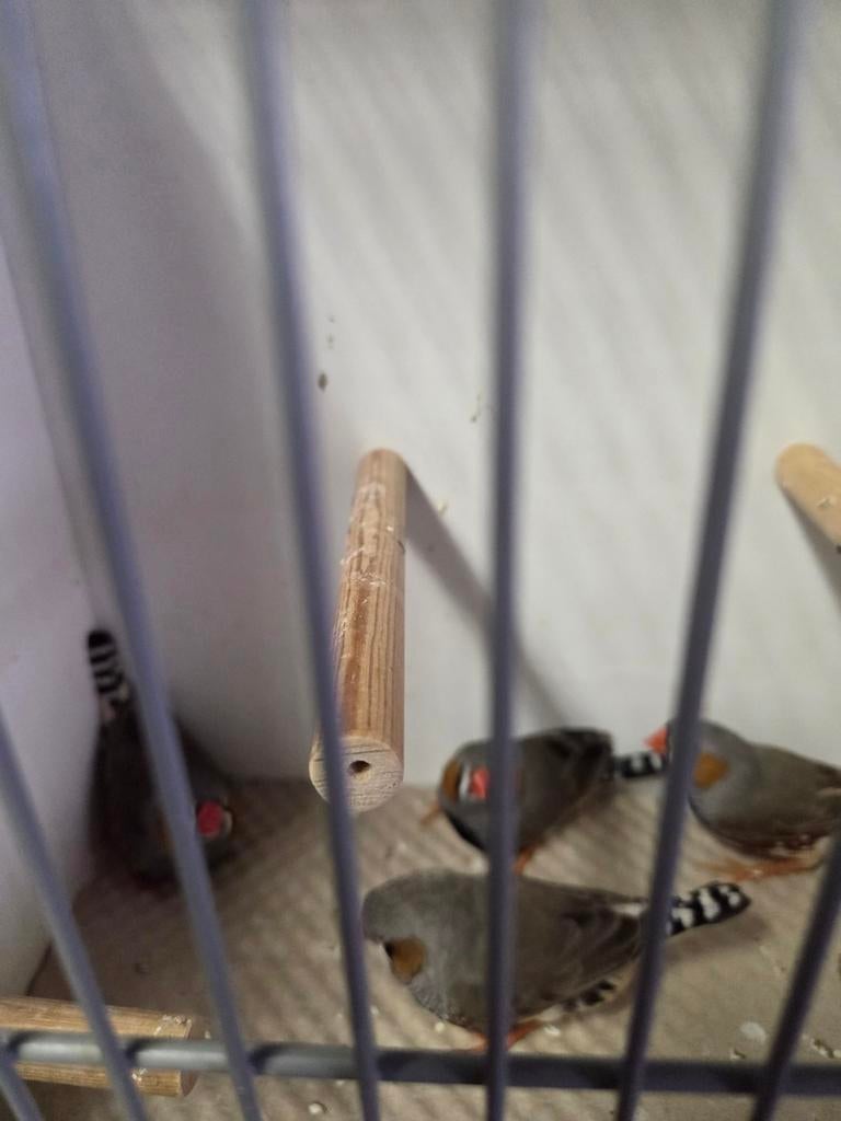 Zebravink wildkleur man