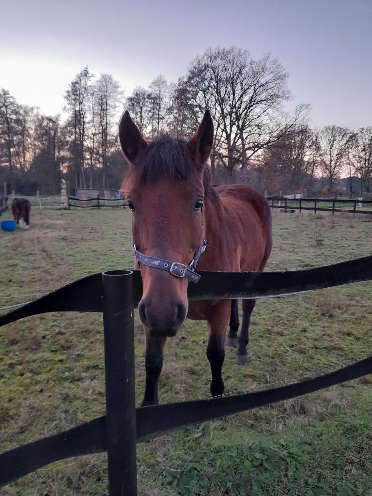 koetspaard, Animaux & Accessoires, Poneys, Poney D (1.37 m à 1.48m), Ne s'applique pas, Poney d'attelage, Vermifugé