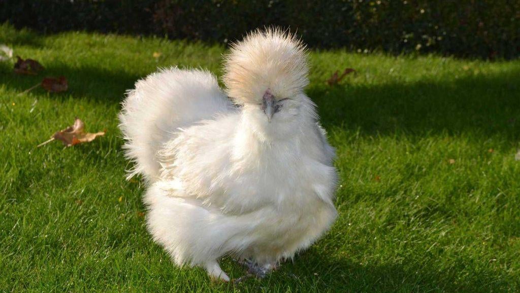 Zijdehoen broedeieren, Sexe inconnu, Poule ou poulet