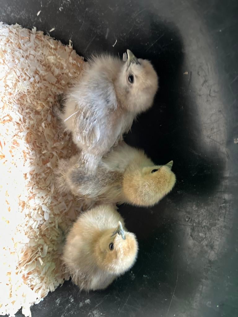 Poussins Silkfowl, Sexe inconnu