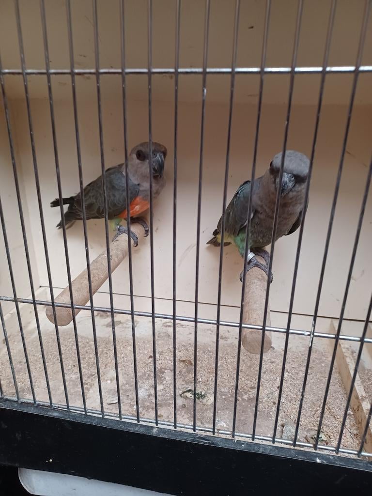 Poicephalus rufiventris roodbuik papegaai, Dieren en Toebehoren