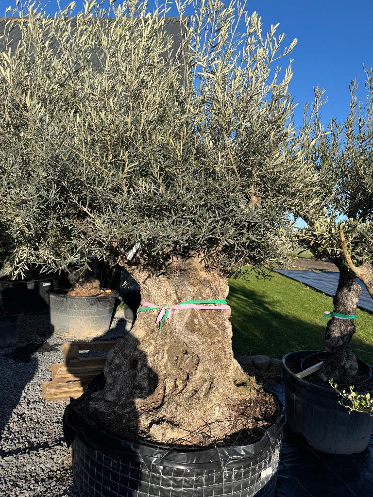 Olijfboom bonsai in draadkluit, Volle zon, Ophalen of Verzenden, 100 tot 250 cm, Olijfboom