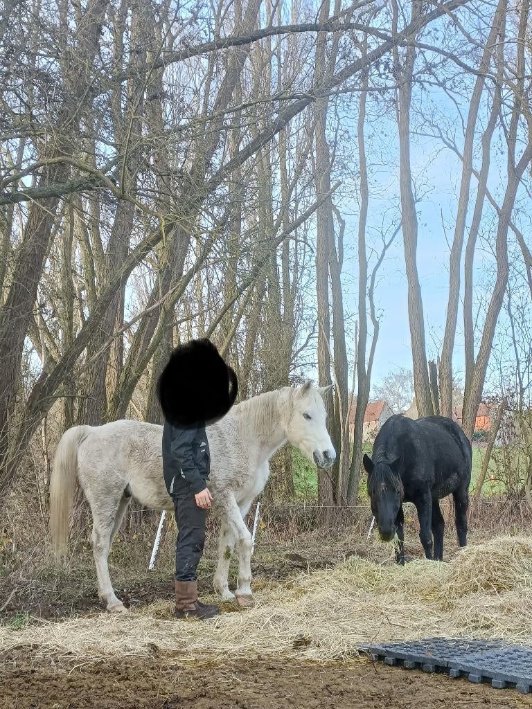 Tubize 1480 Pension chevaux, Pâturage, 2 ou 3 chevaux ou poneys