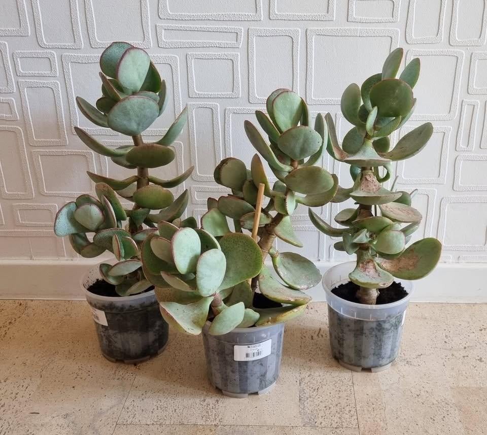 Nog 1 over: Crassula arborescens, zilverjadeplant, +/- 30 cm, Huis en Inrichting, Vetplant, Minder dan 100 cm, Groene kamerplant