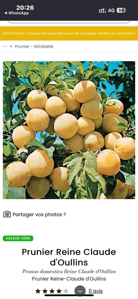 Gele pruimelaar - Prunus Reine Claude d'Oullins hoogstam, Tuin en Terras, Planten | Bomen, Ophalen