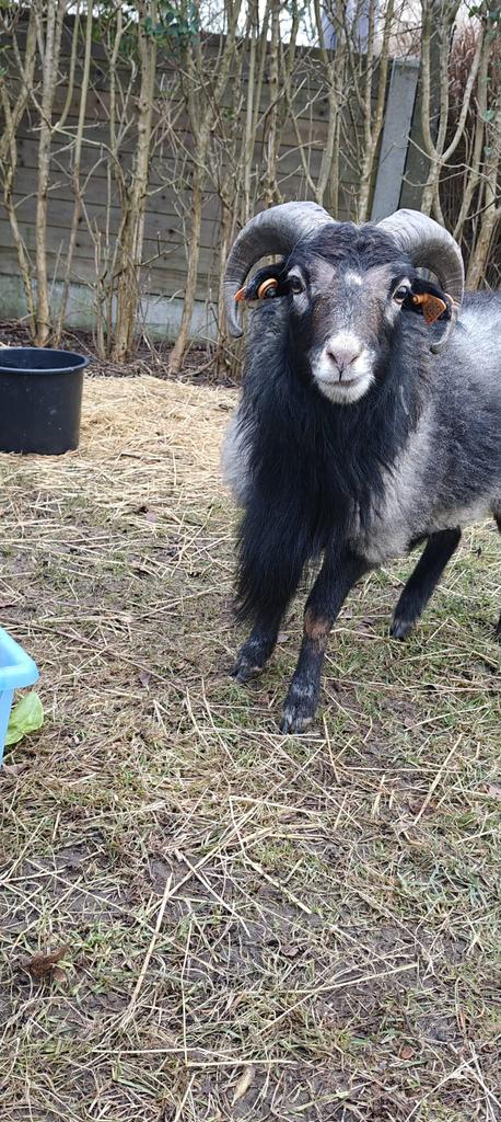 Ram kameroen te koop, Animaux & Accessoires, Mâle, Mouton, 0 à 2 ans