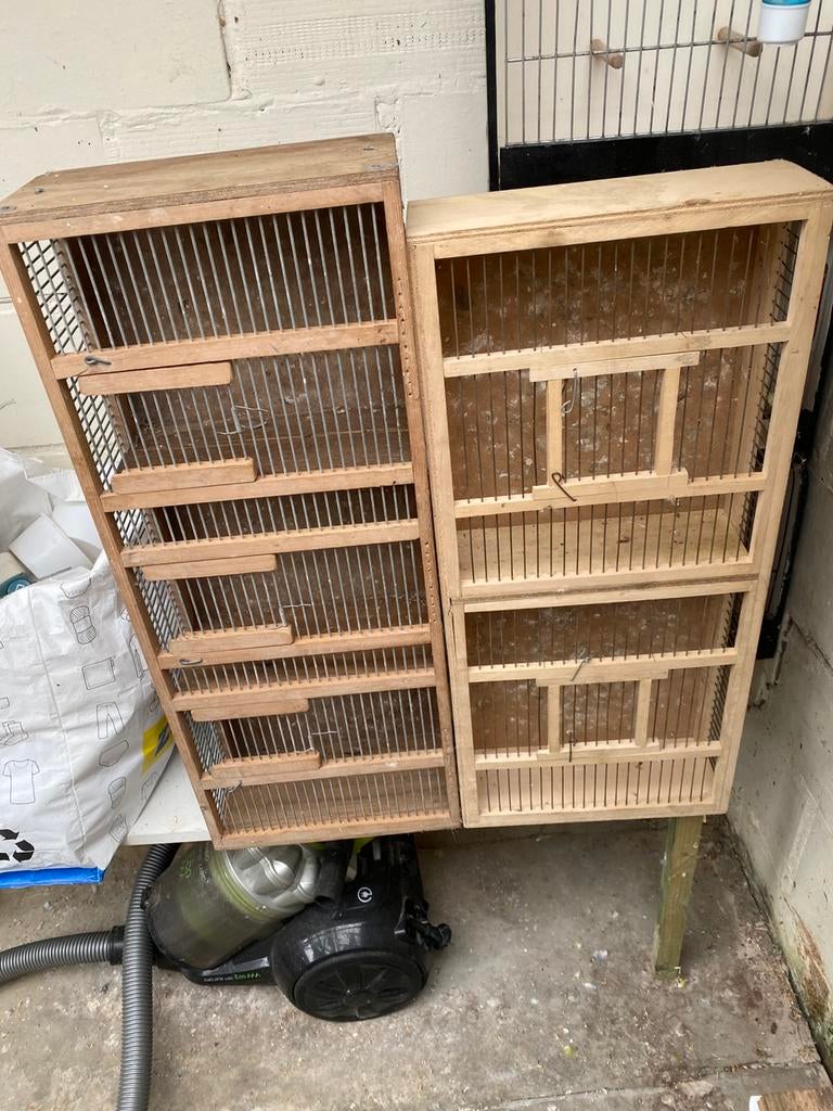 vogel gerief in goede, Dieren en Toebehoren, Vogels | Kanaries, Meerdere dieren, Kleurkanarie