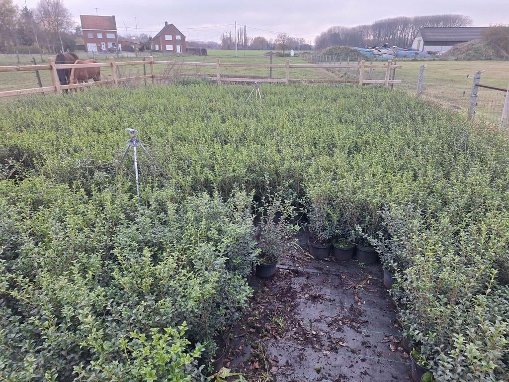 ‼️osmanthus Burkwoodii aan promoprijzen 80+ ‼️, Ophalen, Taxus