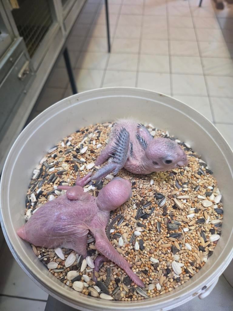 Zwartkop Roestkop Groendij caiques, Animaux & Accessoires