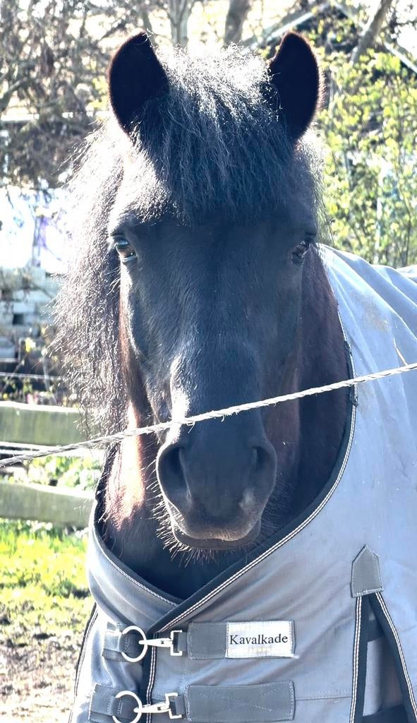 La belle perle noire cherche sa maison pour toujours, B, Vermifugé, Hongre, Poney de récréation