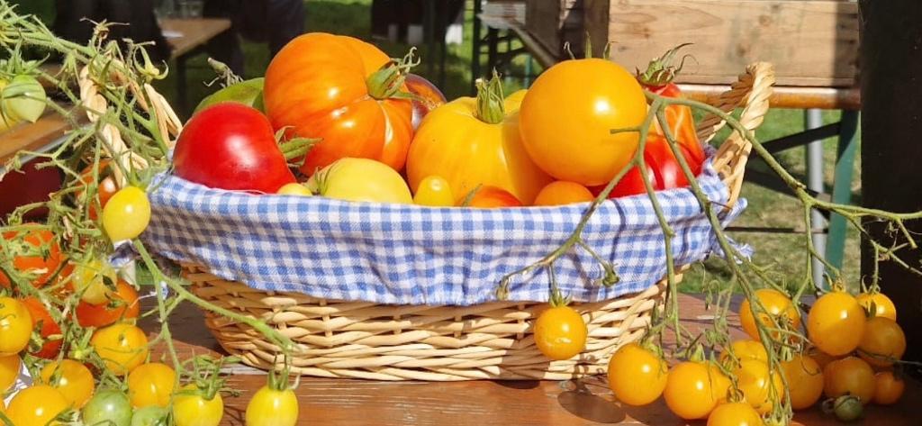 Uitgebreide sortering zaden van bijzondere tomaten., Tuin en Terras, Verzenden, Voorjaar, Volle zon, Zaad