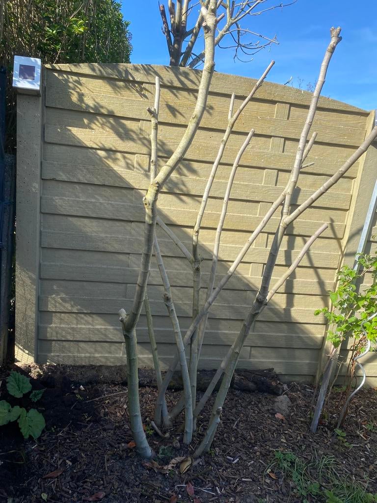 Gratis vijgen boom, Tuin en Terras, Ophalen