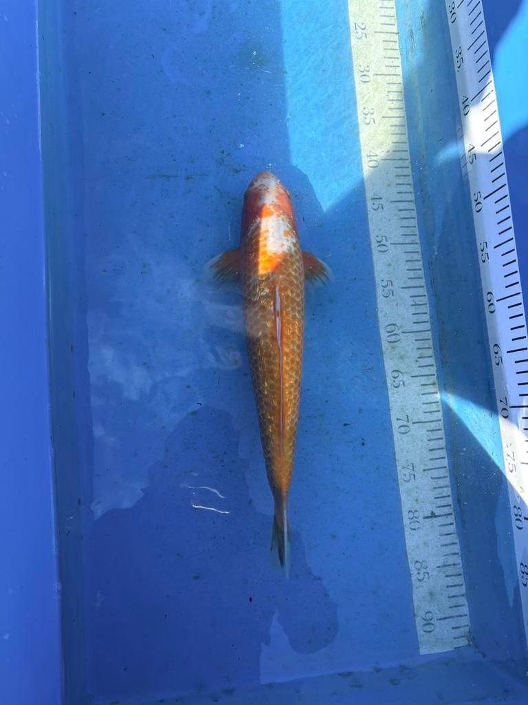 Koi, Dieren en Toebehoren