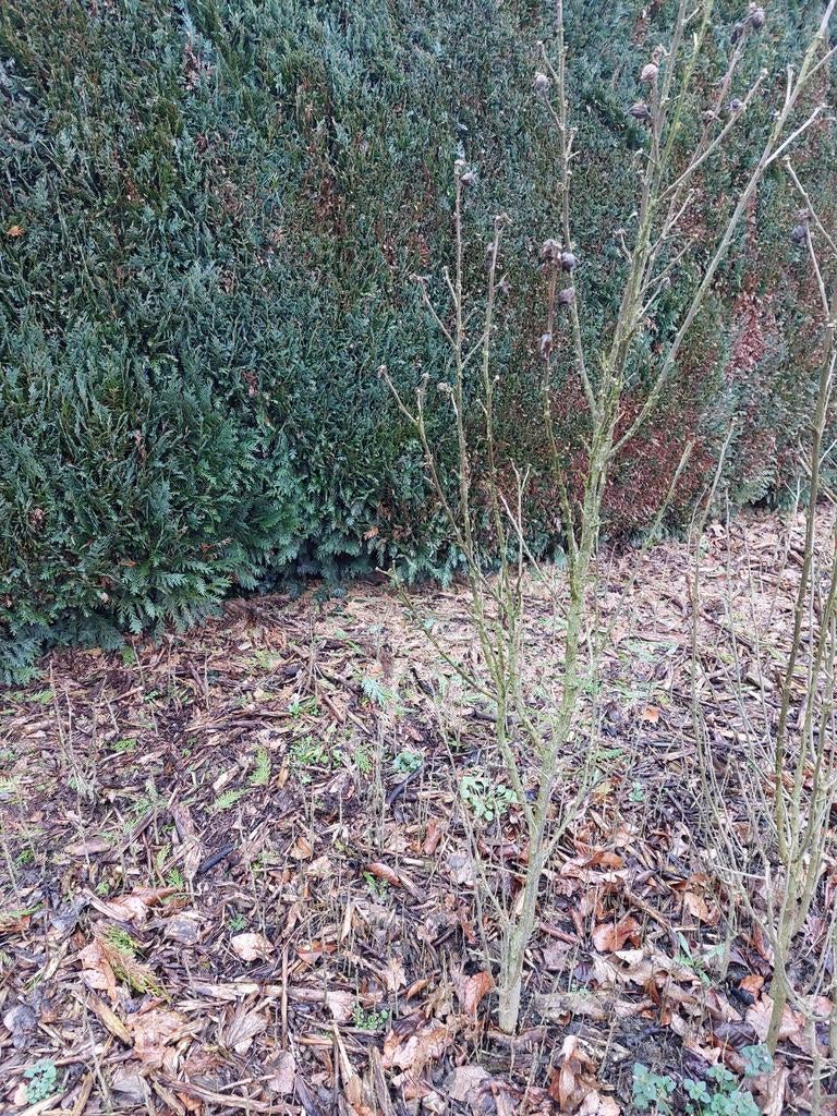 Hibiscus plant met witte bloemen, Tuin en Terras, Ophalen
