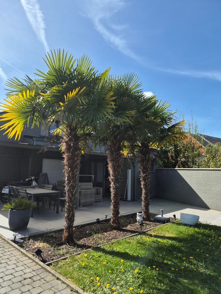 3 palmiers Trachycarpus fortunei, Jardin & Terrasse, Bulbes & Semences