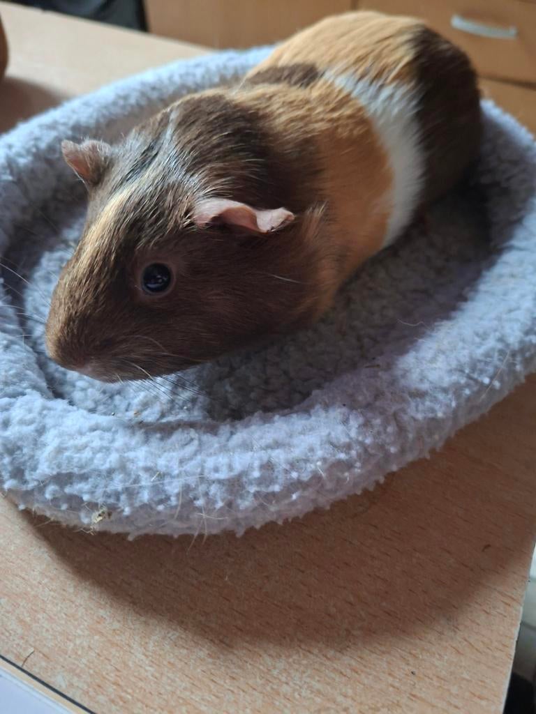 cobaye à vendre, Septembre, Femelle, Cobaye