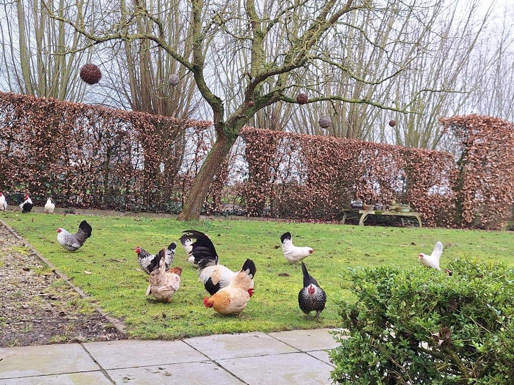 5 Chabo haantjes gratis af te halen, Dieren en Toebehoren, Pluimvee, Meerdere dieren, Kip