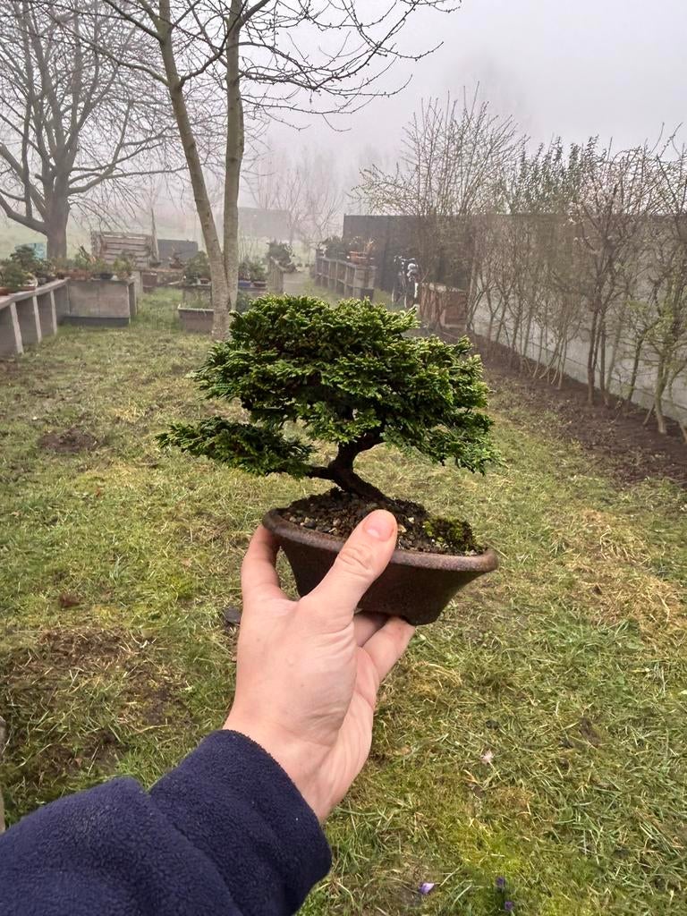 Japanse hinoki bonsai, Tuin en Terras, Planten | Bomen, Ophalen