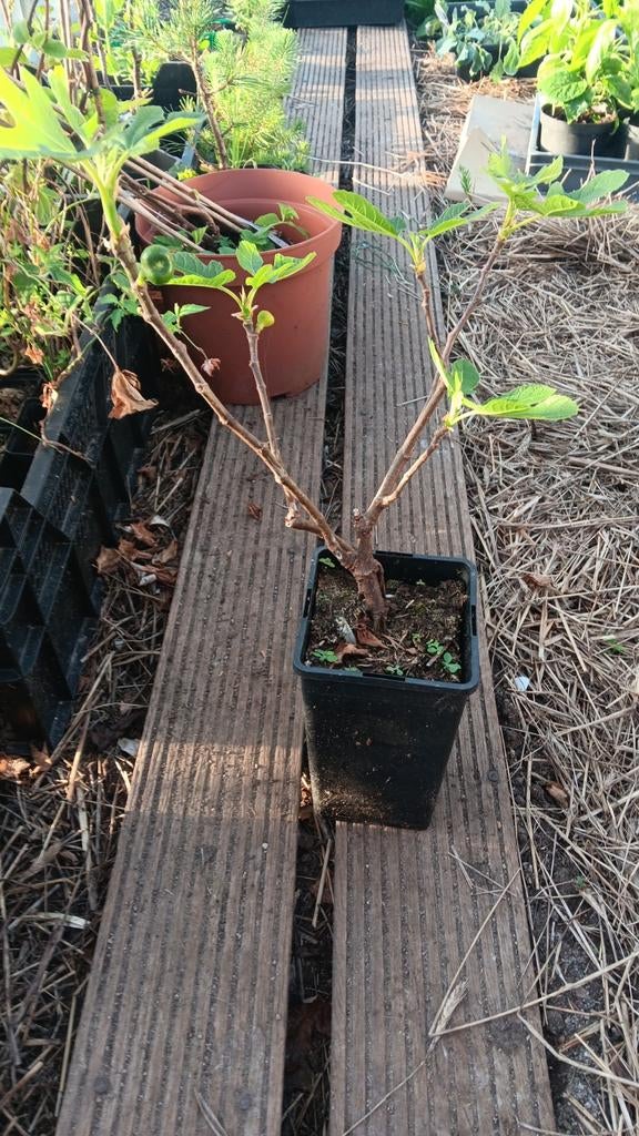 Vijgenboom Brown Turkey, Tuin en Terras, Planten | Tuinplanten, Ophalen