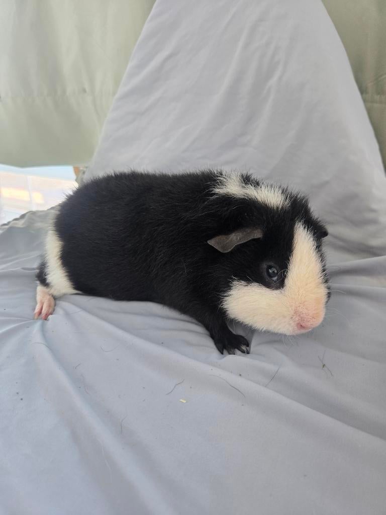 Us teddy beertje, Dieren en Toebehoren, Knaagdieren, Cavia, Augustus, Mannelijk, Tam