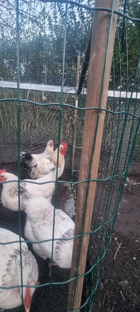 Broedeieren van sussex €1,-, Sexe inconnu, Poule ou poulet