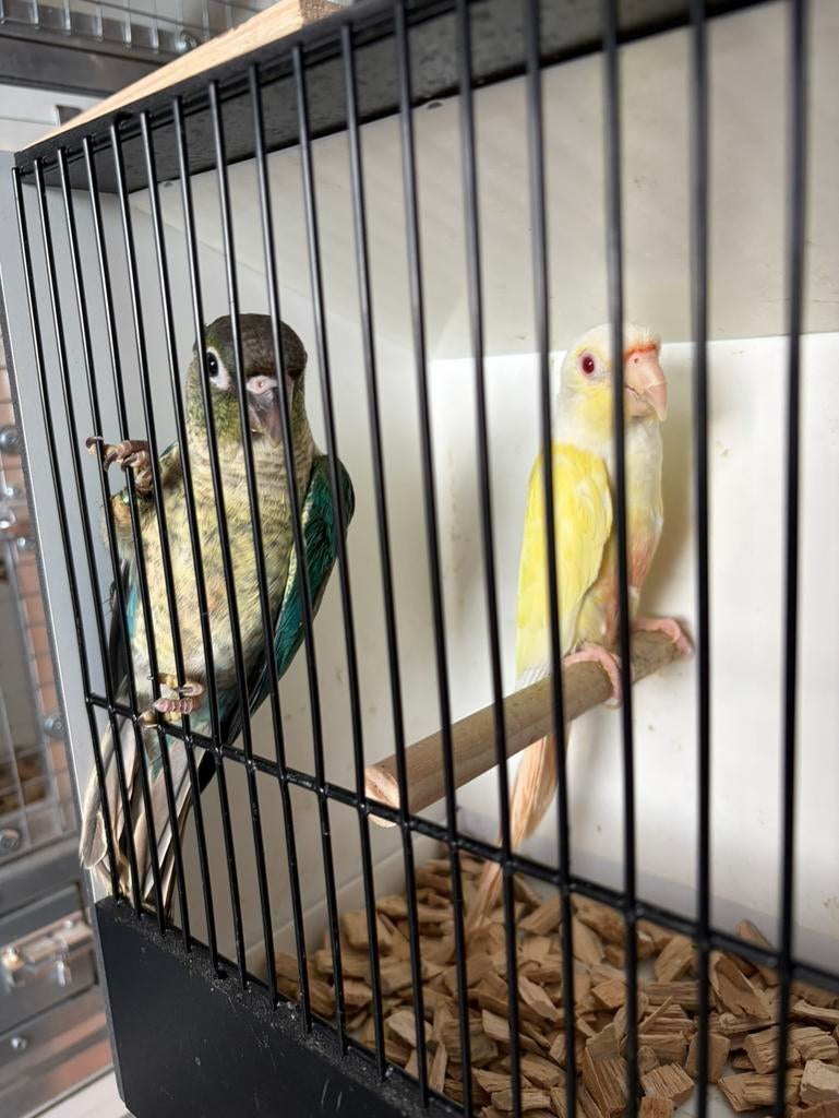 Pyrrhura creme in een koppel, Dieren en Toebehoren, Mannelijk, Papegaai