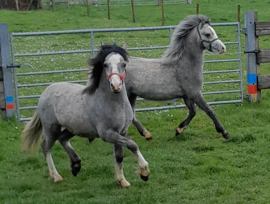 Welsh A jaarling hengsten., Animaux & Accessoires, Poneys, Étalon, Poney B (1.17 m à 1.27 m), 0 à 2 ans, Avec pedigree, Avec puce électronique