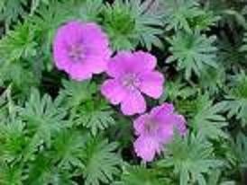 Geranium sanguineum 'John Elsley', 'Vision', en andere, Jardin & Terrasse, Plantes | Jardin, Autres espèces, Plein soleil, Été