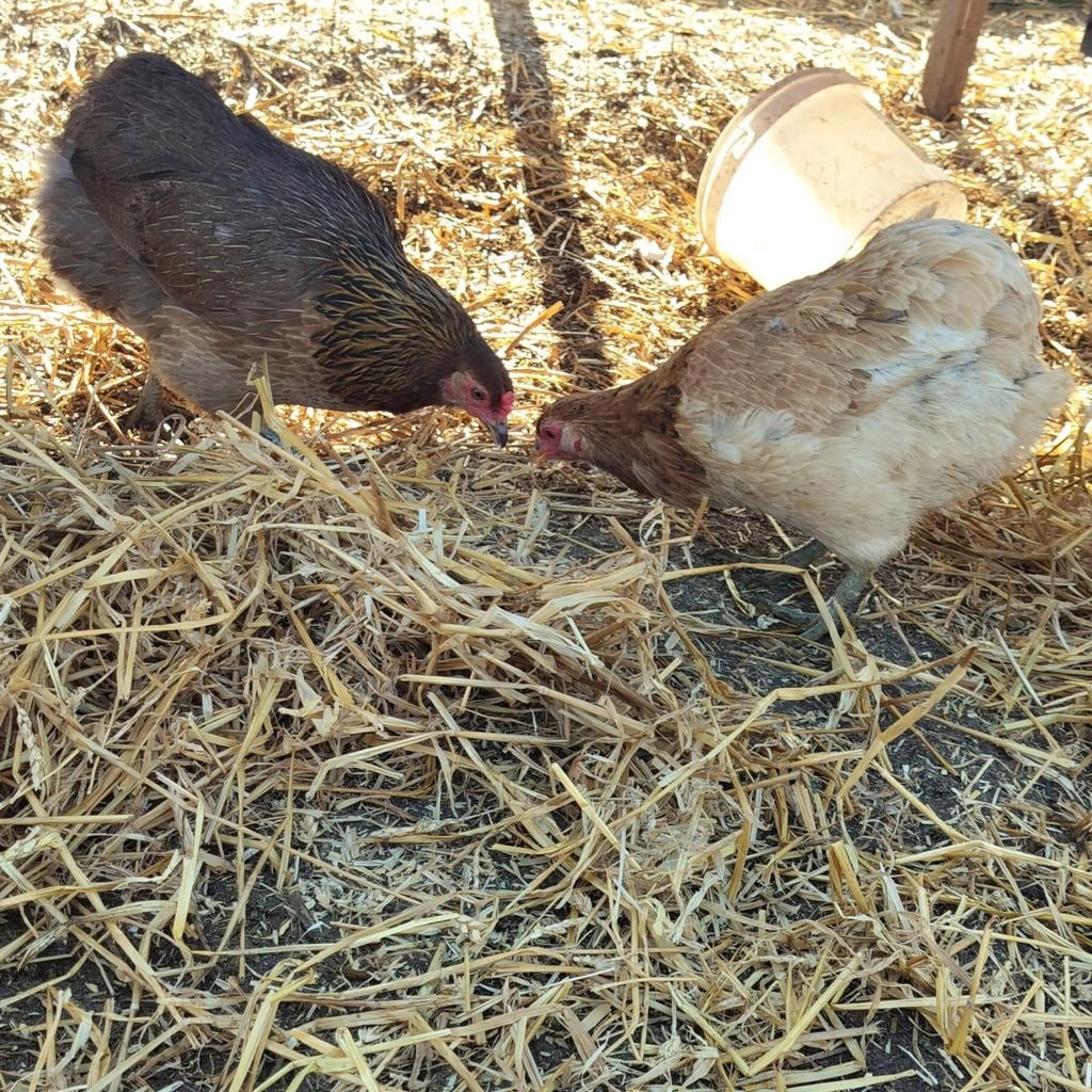 Arbre reproducteur de perdrix Araucana, Animaux & Accessoires