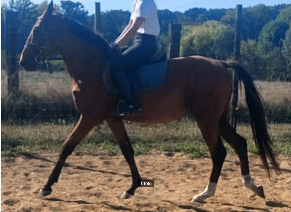 Prachtig zangersheide superbraaf paard, Dieren en Toebehoren, E pony (1.48m - 1.57m), Met stamboom, M, Springpony