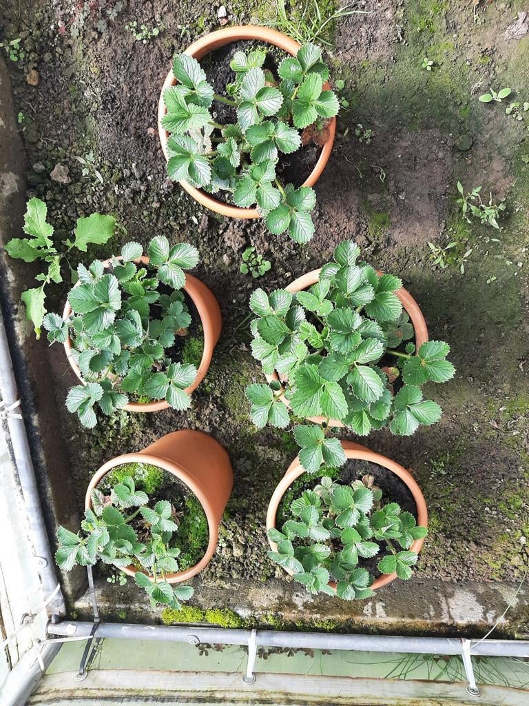 Aardbeiplanten in grote pot 23 cm . 3 of 5 € - 20 stuks, Tuin en Terras, Planten | Tuinplanten, Ophalen