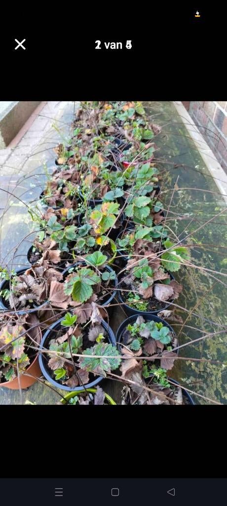 Winterharde  🍓, Tuin en Terras, Ophalen, In pot