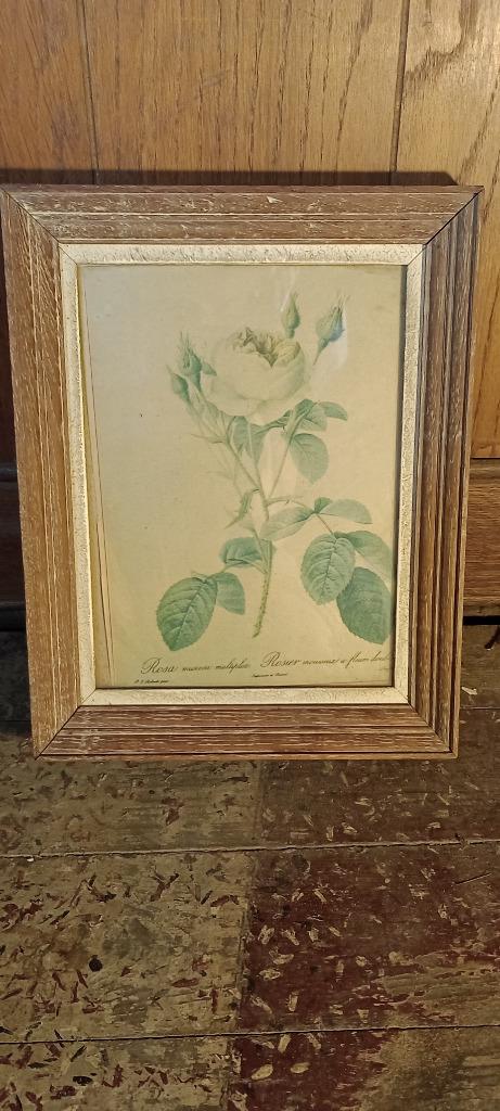 Gravure Pierre-Joseph REDOUTÉ, 23x30, n243, Antiquités & Art, Art | Eaux-fortes & Gravures, Enlèvement ou Envoi