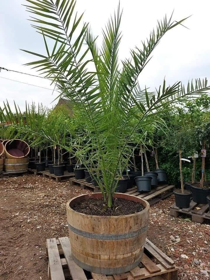 Dadelpalmen Super promo 35€, Ophalen of Verzenden