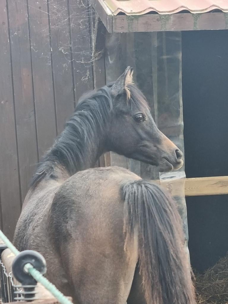 Te koop bijna 1 jarige arabisch volbloed hengstje, Dieren en Toebehoren, Ophalen