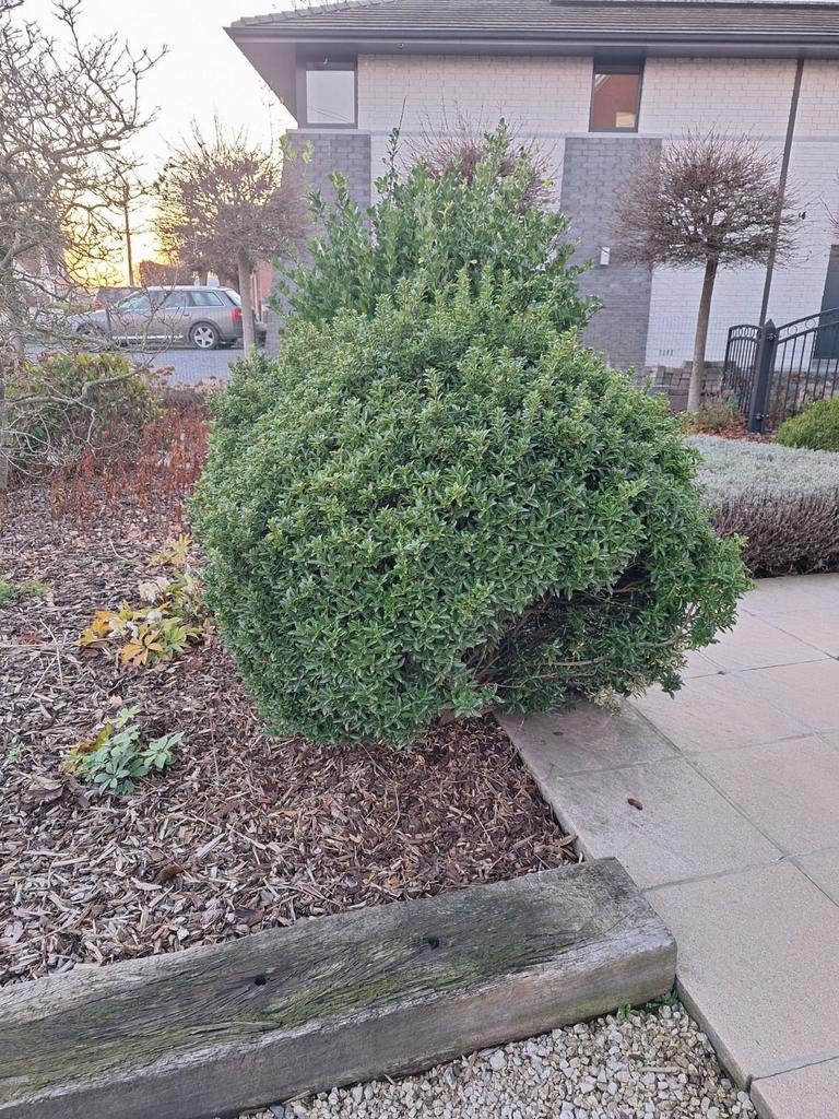 Hulst struik, Tuin en Terras, Ophalen, Hulst, Struik