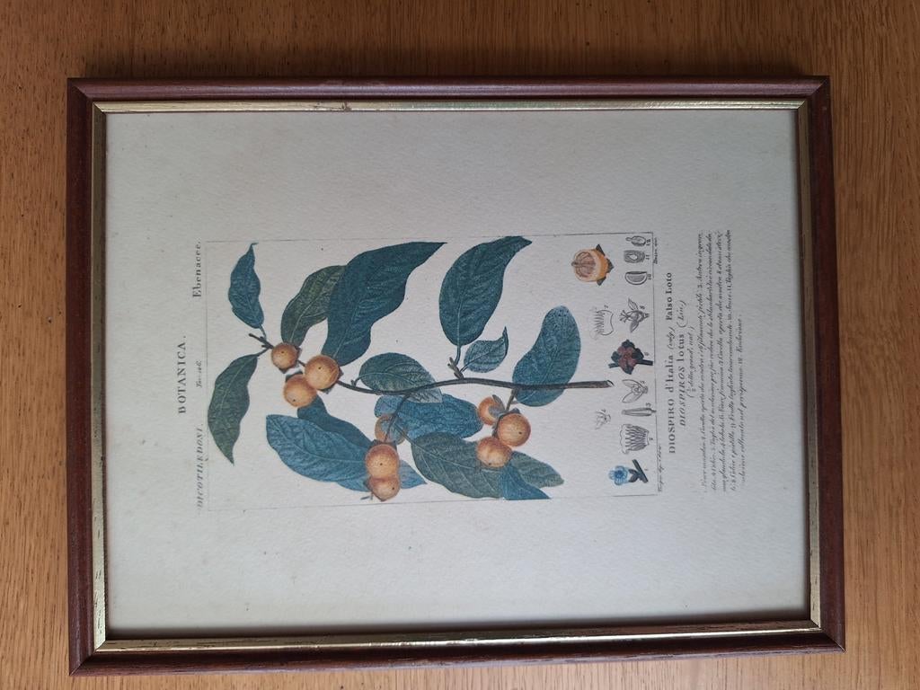 Cadre avec illustration botanique du plaqueminier, Maison & Meubles, Enlèvement ou Envoi