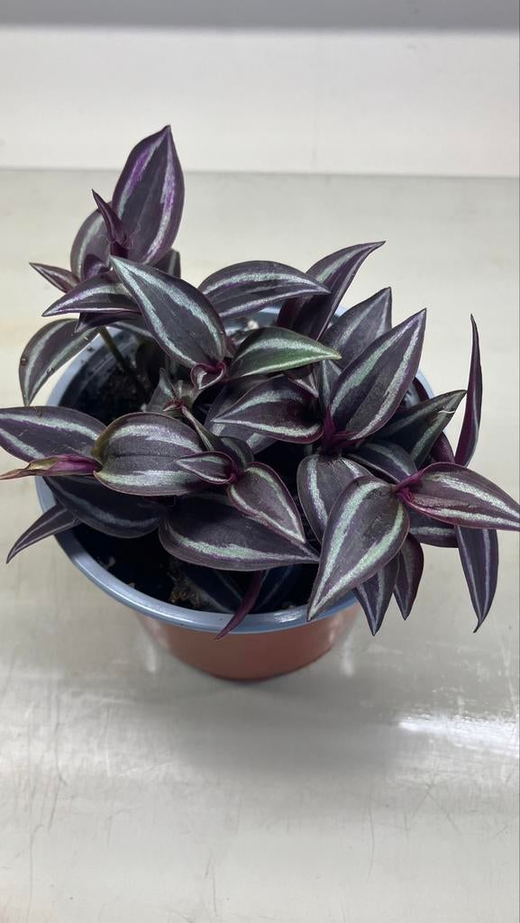 Tradescantia Zebrina. Différentes espèces, Maison & Meubles, Plantes d'intérieur, Enlèvement ou Envoi